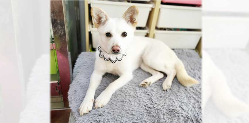 Joelle is a Small Female Jindo mix Korean rescue dog