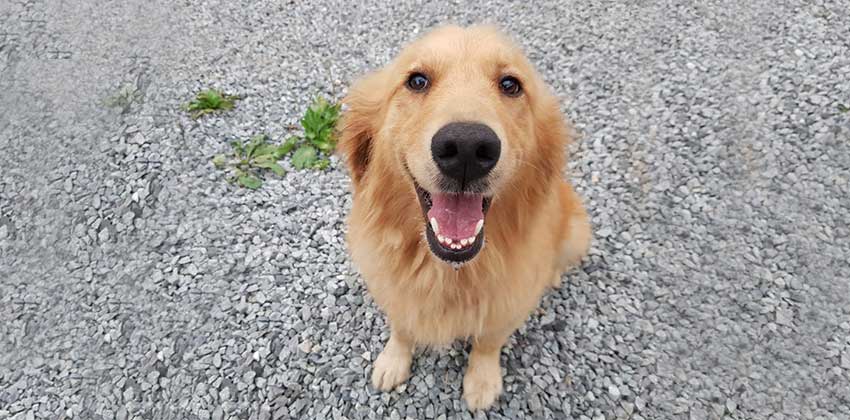 Joey 2 is a Large Female Retriever Korean rescue dog