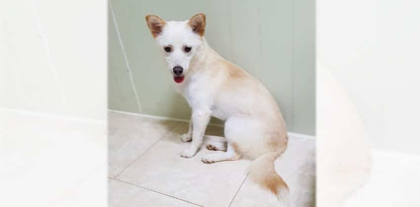 Johnson is a Small Male Jindo Mix Korean rescue dog