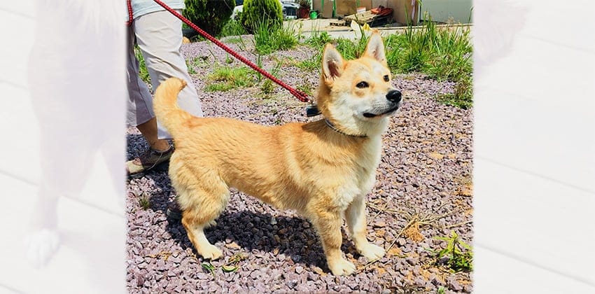 Jolli is a Small Female Welsh Corgi mix Korean rescue dog