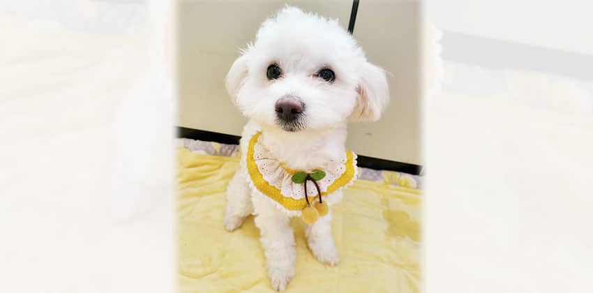Jolmang is a Small Female Poodle mix Korean rescue dog