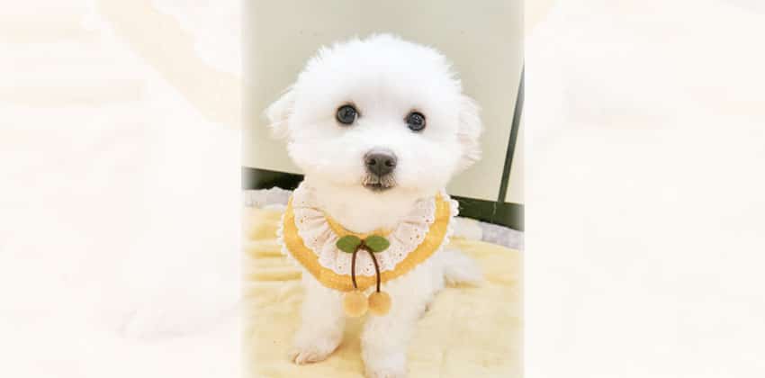Jomil is a Small Female Maltese mix Korean rescue dog