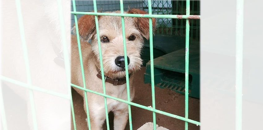 Jooha is a Medium Female Terrier mix Korean rescue dog
