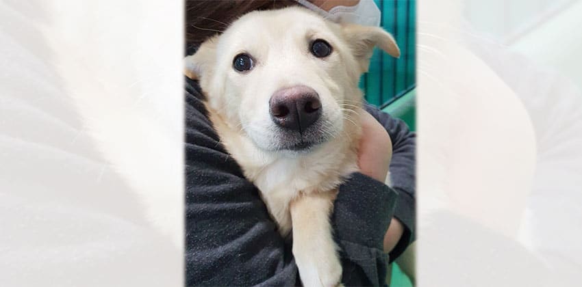 Joojoo is a Medium Female Jindo mix Korean rescue dog