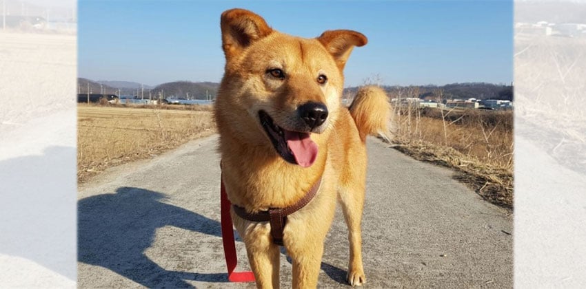 Joon is a Medium Male Jindo mix Korean rescue dog