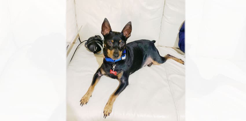 Joongho is a Medium Male Miniature Pinscher mix Korean rescue dog