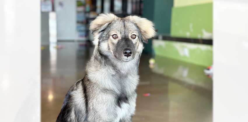 Jooni is a Medium Male Keeshond mix Korean rescue dog
