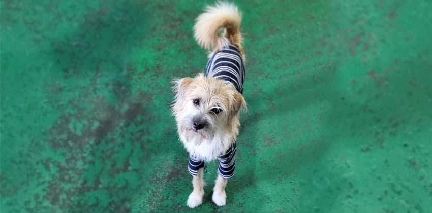 Jootae is a Small Male Terrier mix Korean rescue dog