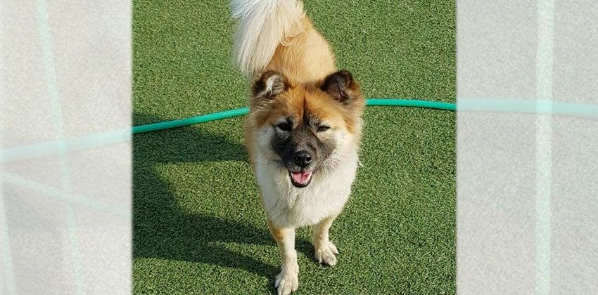 Jordie is a Medium Female Balbali mix Korean rescue dog