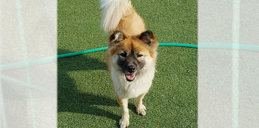 Jordie is a Medium Female Balbali mix Korean rescue dog