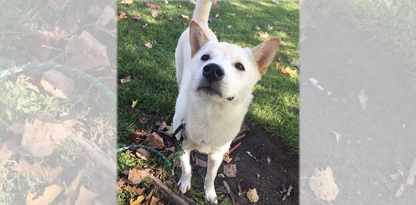 Joseph is a Medium Male Jindo Korean rescue dog