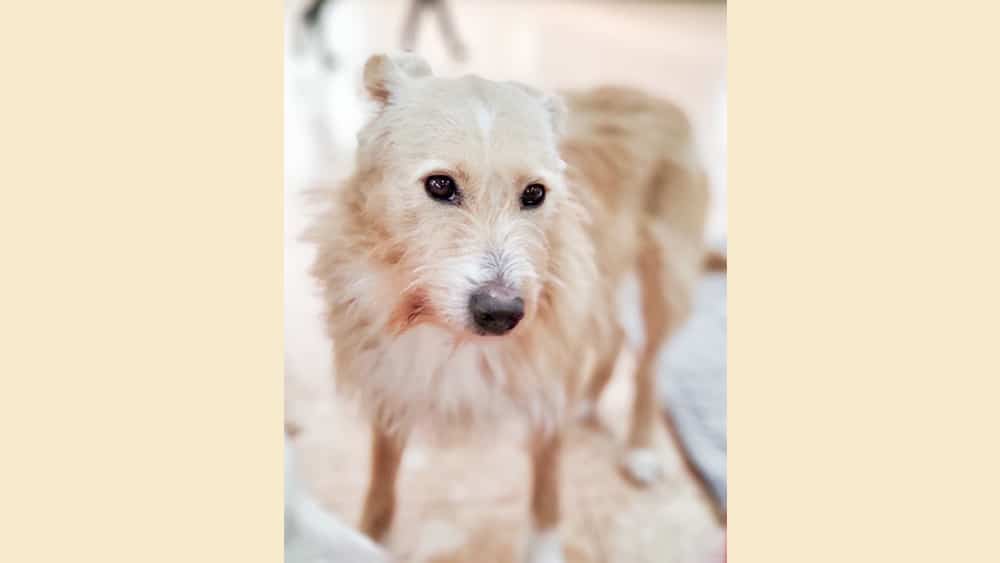Joya is a Medium Female Terrier mix Korean rescue dog