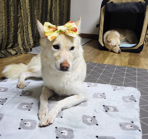 Jubee at her foster home in Korea.