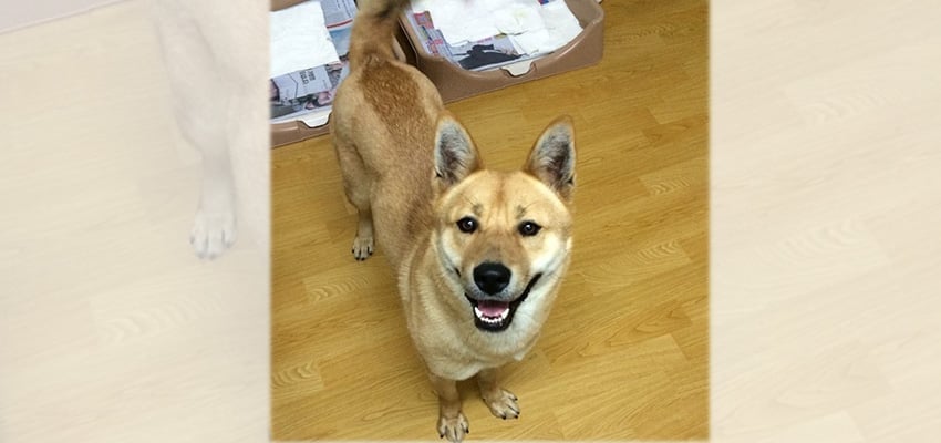 Judy - Cat Friendly is a Large Female Jindo Korean rescue dog