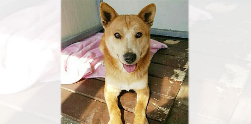 Julian is a Medium Male Shiba Inu mix Korean rescue dog