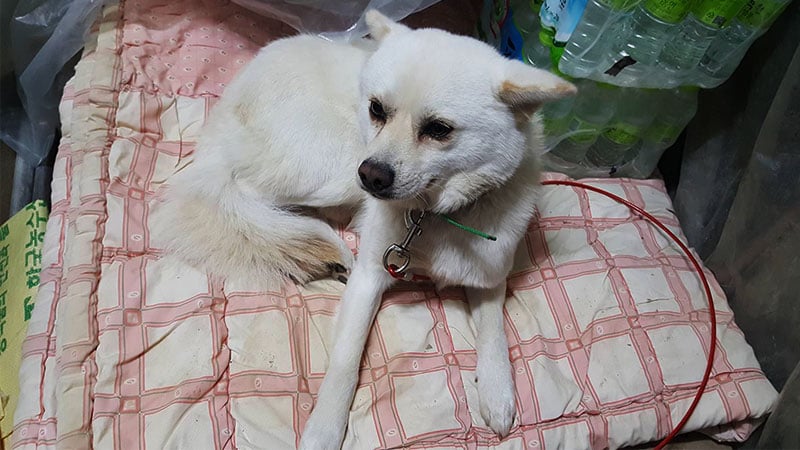 Julien is a Medium Male Jindo Mix Korean rescue dog