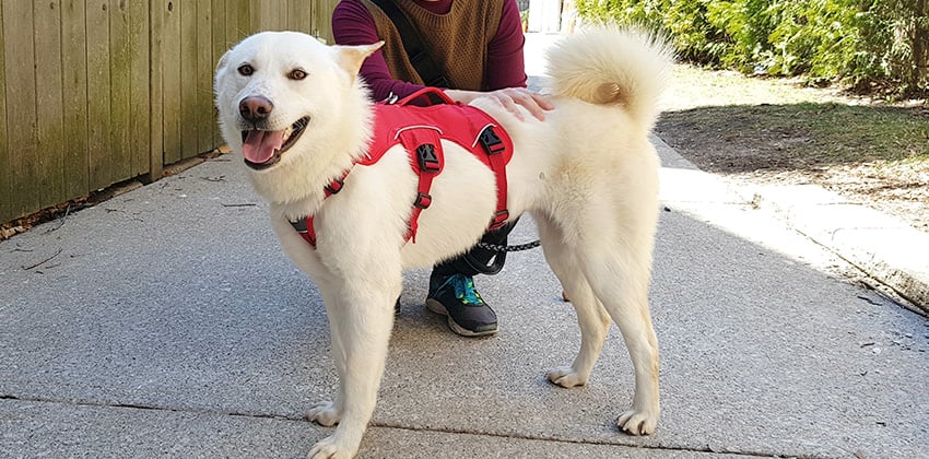 July is a Medium Female Jindo Korean rescue dog