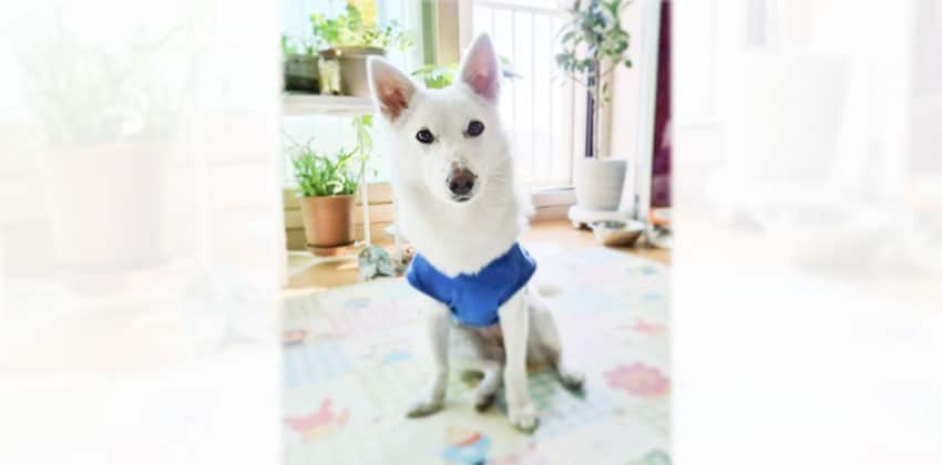 Jungwon is a Small Female Spitz mix Korean rescue dog