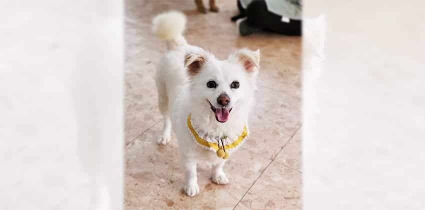 Jungyi is a Small Female Spitz mix Korean rescue dog