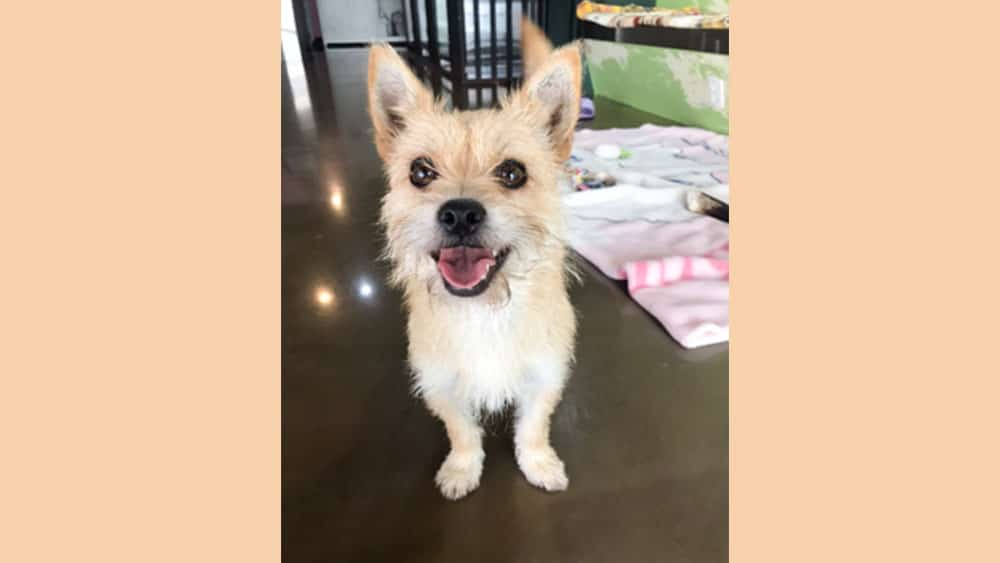 Juni 2 is a Small Female Yorkshire Terrier mix Korean rescue dog