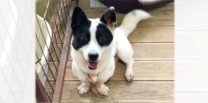 Juyee is a Small Female Welsh Corgi mix Korean rescue dog