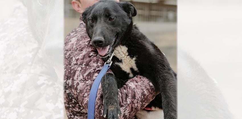 Kabi is a Large Female Jindo mix Korean rescue dog