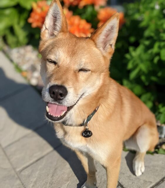 Kai_Jindo