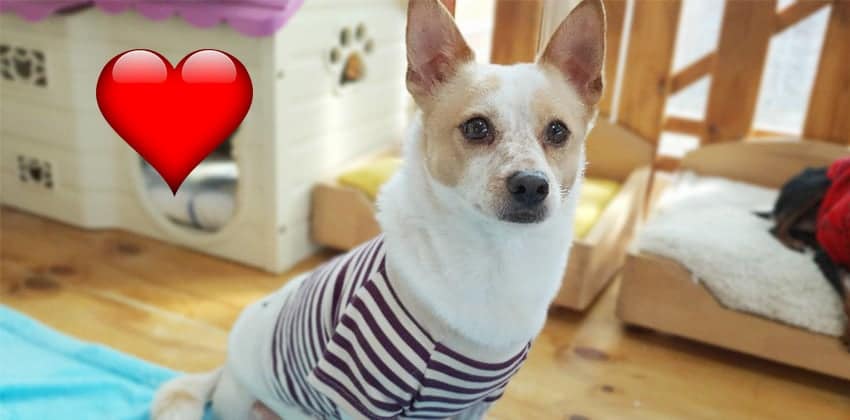 Kaka is a Small Male Jack russell terrier mix Korean rescue dog