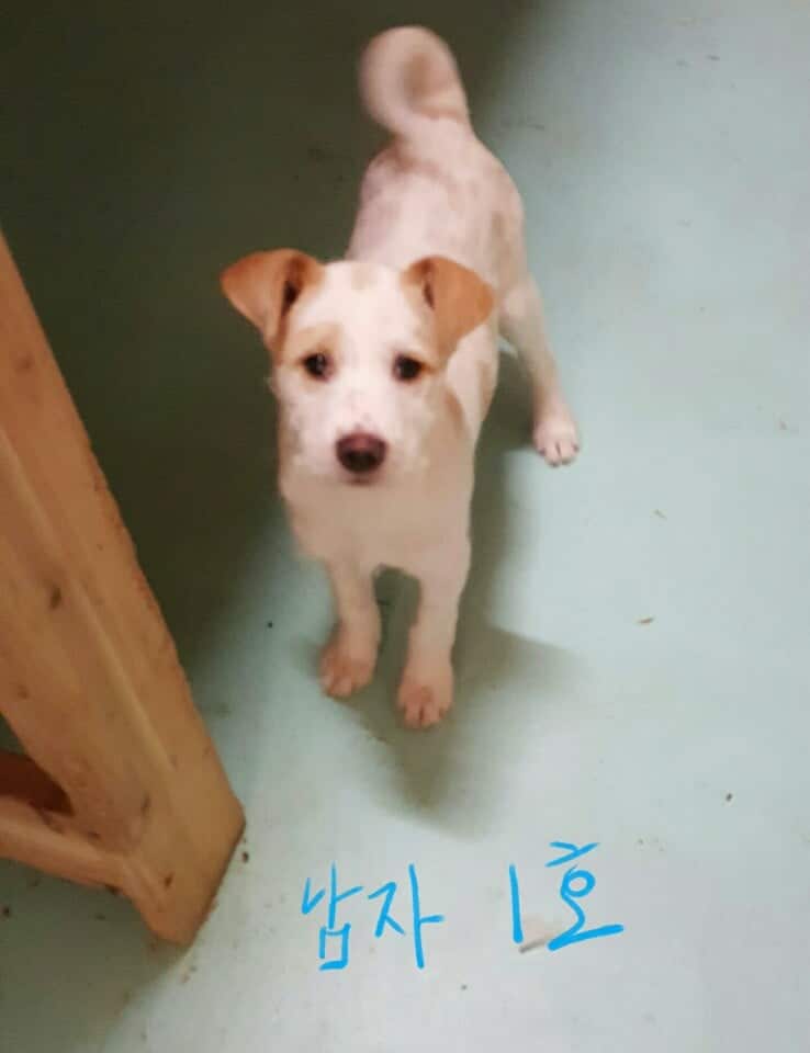 Ilho is a Small Male Jindo Mix Korean rescue dog