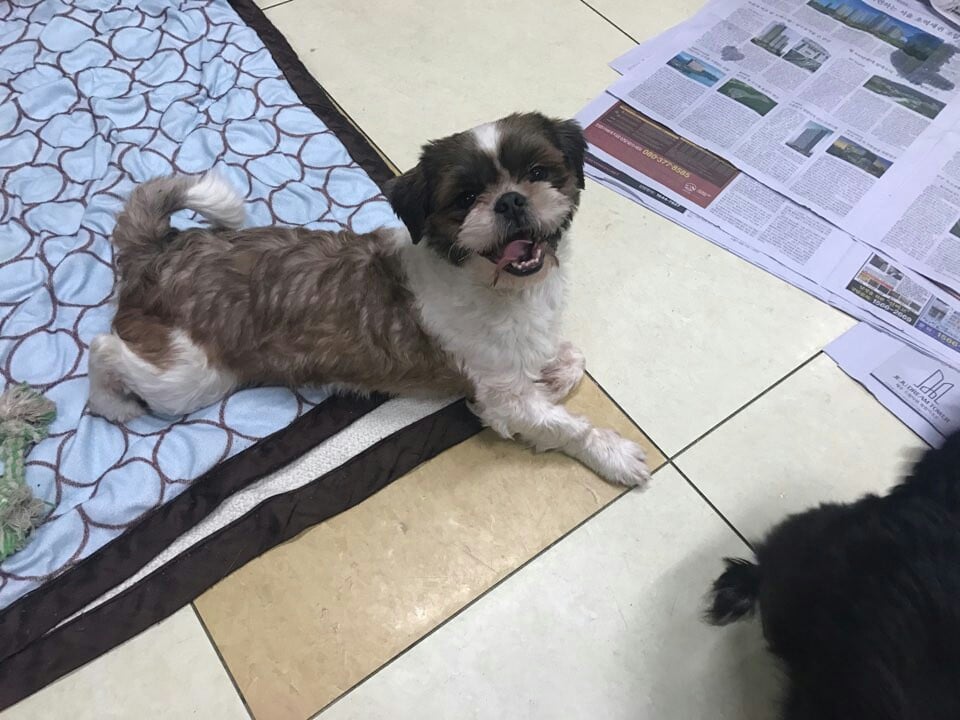 Doson is a Medium Male Shihtzu Korean rescue dog