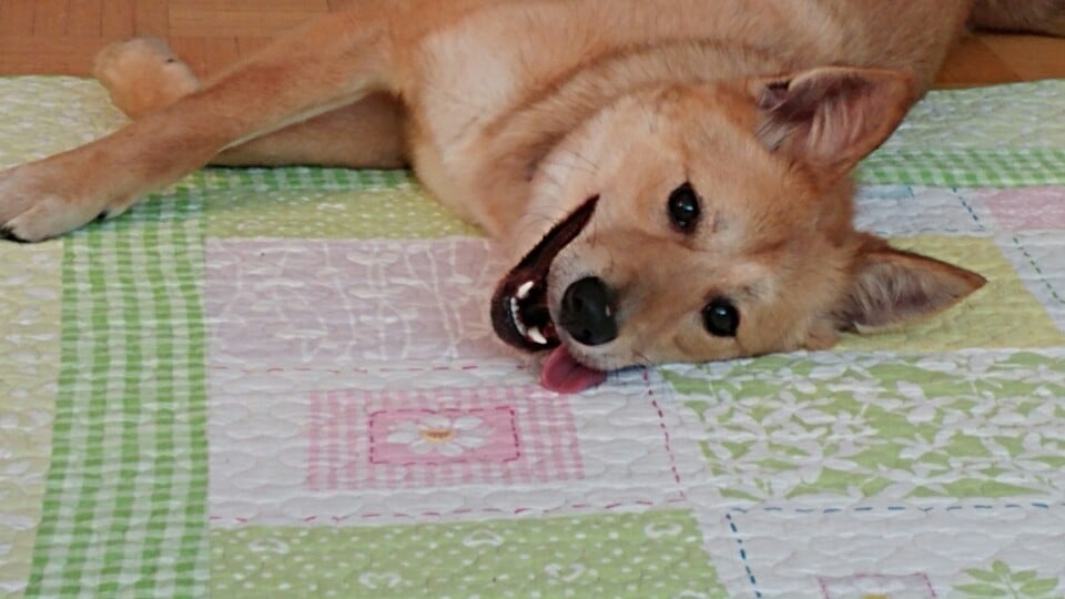 Arkeu is a Medium Male Jindo Korean rescue dog