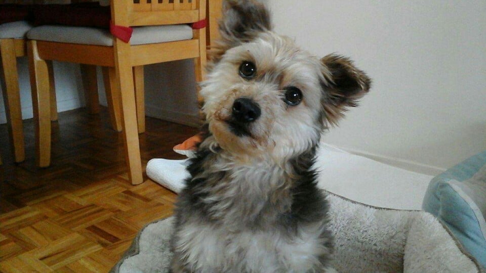 Sanyi is a Small Male Maltese mix Korean rescue dog