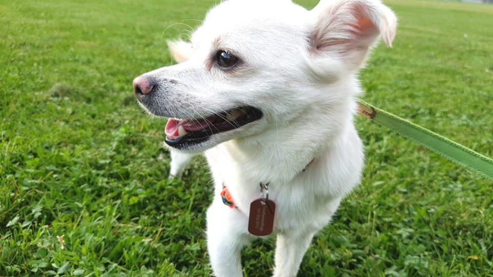 Hyung-Joon is a Small Male Jindo Mix Korean rescue dog