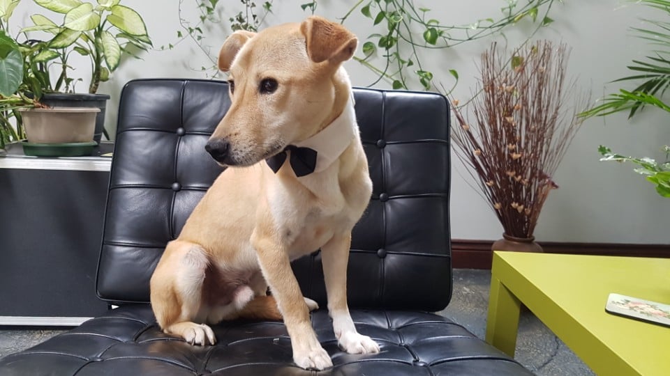 Henry is a Medium Male Jindo Mix Korean rescue dog