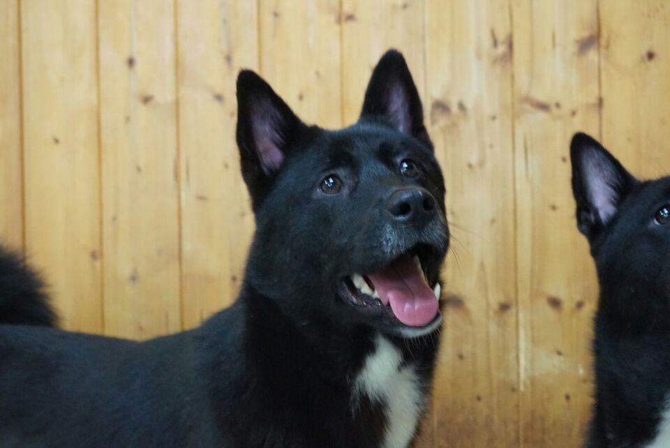 Sparky is a Large Male Jindo Korean rescue dog