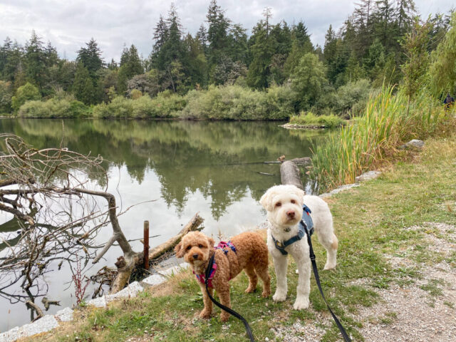 Kale & rose, vancouver 2024