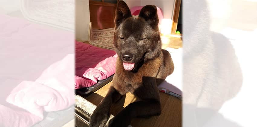 Kamang is a Small Female Jindo mix Korean rescue dog