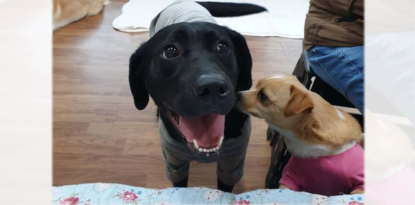 Kami is a Large Female Labrador mix Korean rescue dog