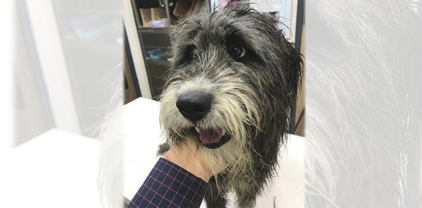 Kanta is a Medium Male Bearded collie mix Korean rescue dog