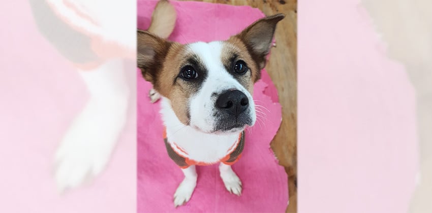 Kato is a Medium Female Jack russell terrier mix Korean rescue dog