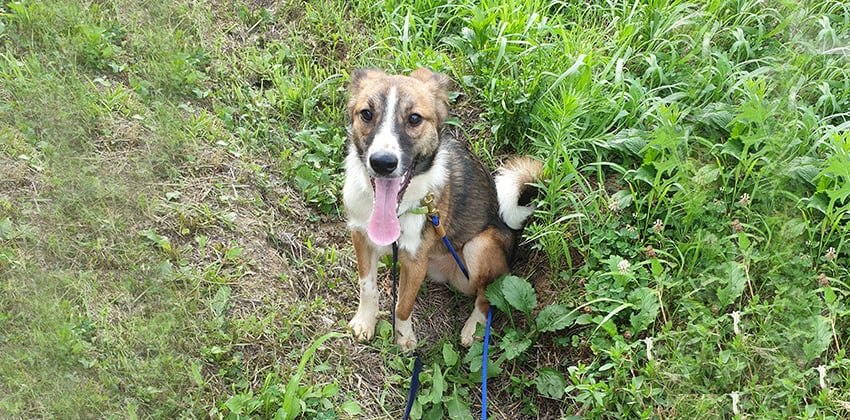 Khae is a Medium Female Border collie mix Korean rescue dog