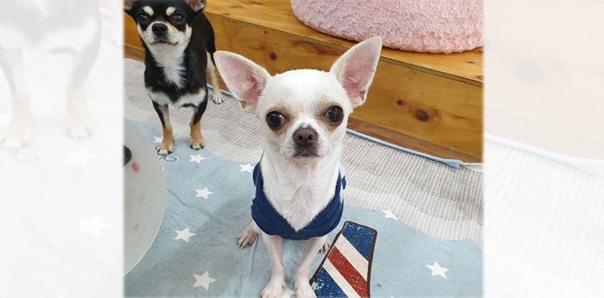 Khani is a Small Male Chihuahua Korean rescue dog