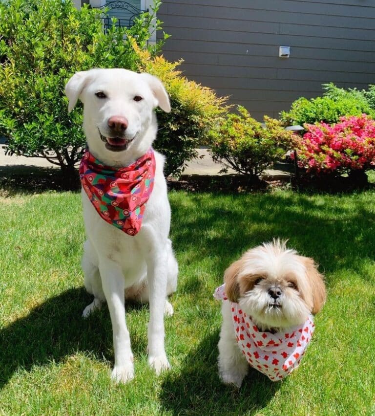 Kimchi with her fur brother