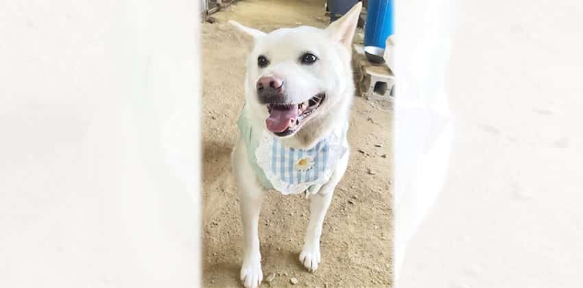 Kimmel is a Medium Male Jindo mix Korean rescue dog