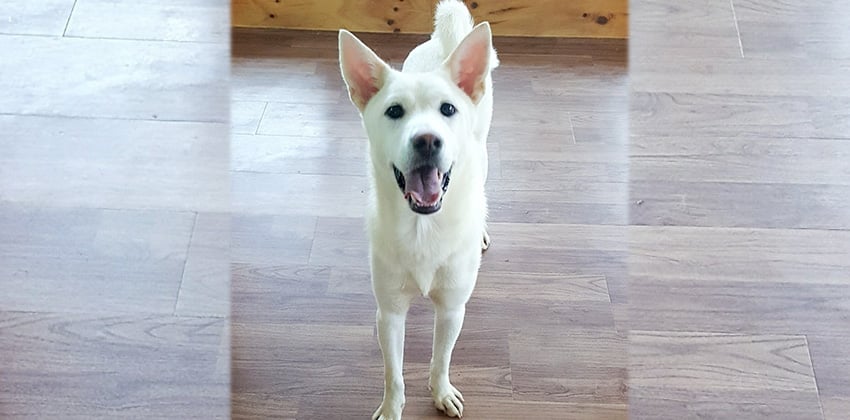 King is a Large Male Jindo Korean rescue dog