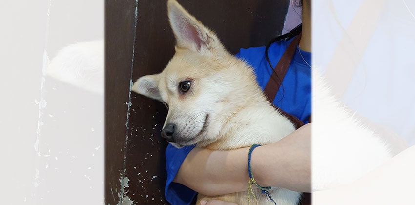 Kio is a Small Male Shiba Inu mix Korean rescue dog