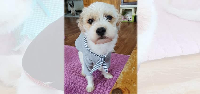 Kirin is a Small Female Terrier mix Korean rescue dog