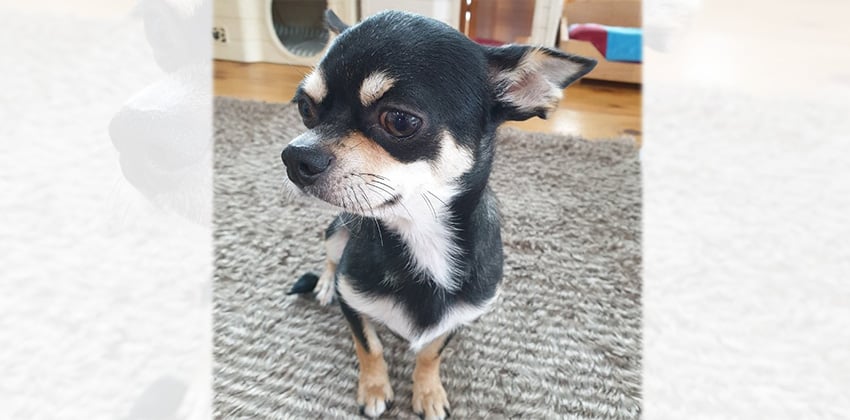 Khandol is a Small Male Chihuahua Korean rescue dog