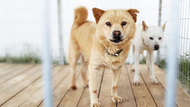 Kobi dangjin dog meat farm rescue