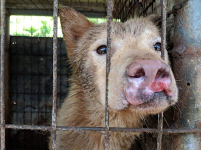 Kobi in the cage at Dangjin dog meat farm